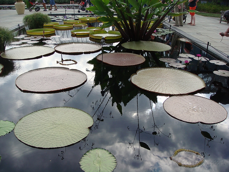 274 Longwood Gardens [2008 August 23].JPG - Longwood Gardens in Pennsylvania